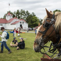 The Ultimate Guide to Bringing Your Pet to Festivals in Essex County, MA